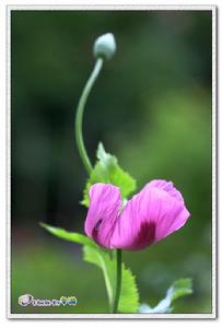 蝴蝶滿園春 蝴蝶滿園春