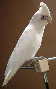 裸眼小葵花鸚鵡 裸眼小葵花鸚鵡