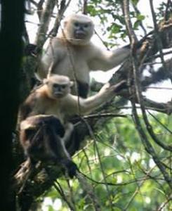 越南金絲猴 越南金絲猴