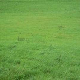 改良草地 改良草地