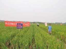 贛兩優二號 贛兩優二號