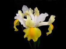 艾里斯[鳶尾花品種]