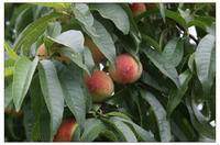 板場自然村甜桃產業