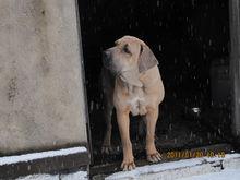 菲拉.巴西里羅犬