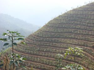 曼丙中寨村 曼丙中寨村