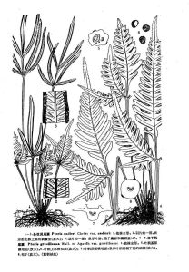 條紋鳳尾蕨（原變種）