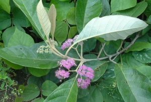 南洋紫珠 南洋紫珠