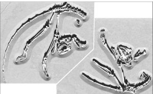 阿喀琉斯基猴化石