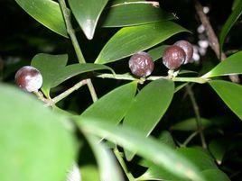 窄葉竹柏 窄葉竹柏