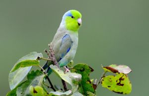 太平洋鸚哥 太平洋鸚哥