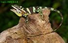 宜蘭龍蜥 宜蘭龍蜥