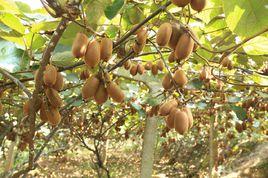 貴長獼猴桃 貴長獼猴桃