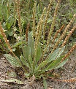 車前草[車前科車前屬植物]