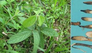 大苞葉千斤拔葉 大苞葉千斤拔葉