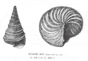 陳氏麗高螺(新種) 陳氏麗高螺(新種)