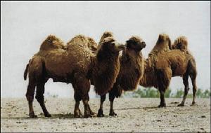 安南壩野駱駝自然保護區