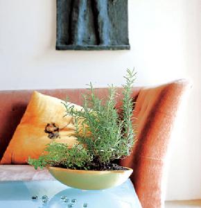 室內種植芳香植物，提高家居環境
