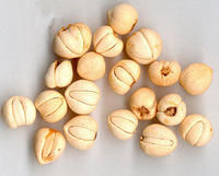 大川平貝母 大川平貝母