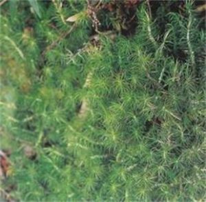 日本曲尾蘚 日本曲尾蘚