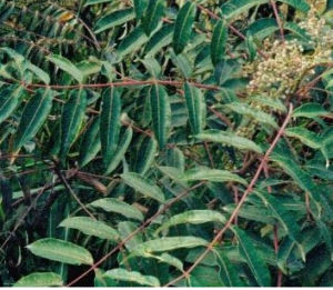 白背楊[白背楊]