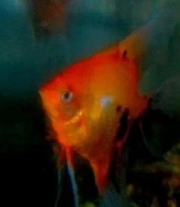 美系紅魔鬼神仙魚 美系紅魔鬼神仙魚