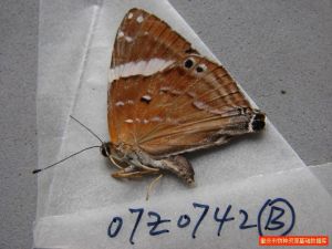 斜帶缺尾蜆蝶 斜帶缺尾蜆蝶