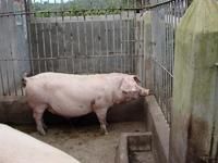 生豬養殖