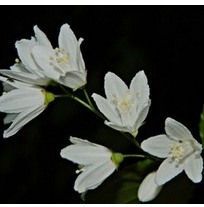 台灣溲疏 台灣溲疏