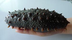 桑島刺參 桑島刺參