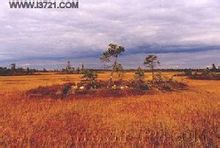 西西伯利亞平原