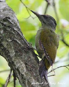 綠啄木鳥 綠啄木鳥