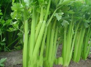 封丘芹菜 封丘芹菜