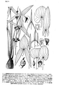 慈姑(變種) 慈姑(變種)