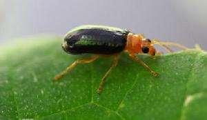 來克隸螢葉甲 來克隸螢葉甲