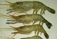 中國對蝦 中國對蝦