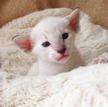 藍色虎斑重點色貓