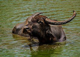 水牛[亞洲野水牛習稱]