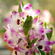 觀賞植物石斛蘭