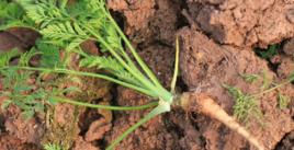 野胡蘿蔔根 野胡蘿蔔根