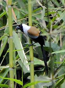 黑額樹鵲 黑額樹鵲