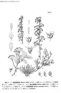 平臥繡線菊 平臥繡線菊