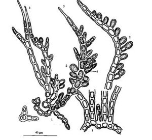 密集頂絲藻 密集頂絲藻