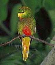 馬氏吸蜜鸚鵡 馬氏吸蜜鸚鵡