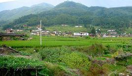 東風村[廣東省河源市龍川縣麻布崗鎮行政村]