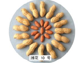 濰花10號 濰花10號