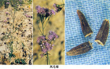 風毛菊的花及種子