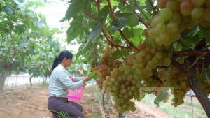 盛世國豐開心葡萄園 盛世國豐開心葡萄園