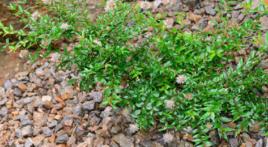 水楊梅根 水楊梅根