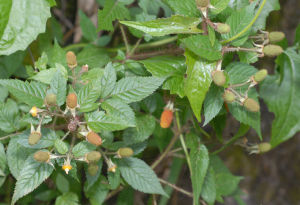 柔毛懸鉤子 柔毛懸鉤子