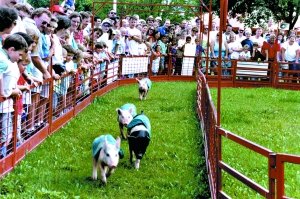 新鮮的賽豬大賽，觀者如潮，一定程度上滿足了人們的獵奇心理。